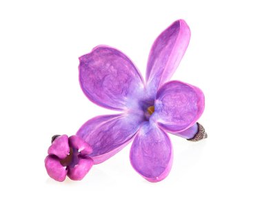 Beyaz arka planda yalıtılmış leylak çiçekleri. İyice odaklan. Makro resim.