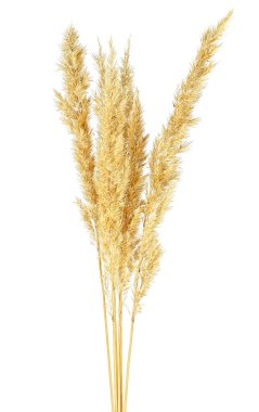 Sarı dikenler beyaz arka planda izole edilmiş. Acele et..