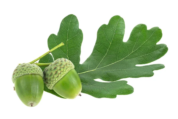 Duas Frutas Bolota Verde Com Folha Verde Isolada Fundo Branco — Fotografia de Stock