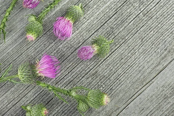 Wild medicinal plant of milk thistle on a wooden background. Alternative medicine concept.