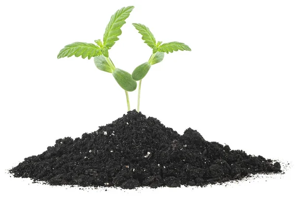 Seedlings Cannabis Növény Talaj Humusz Izolált Fehér Alapon Orvosi Kender — Stock Fotó