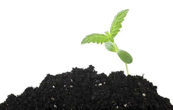 Cannabis Növény Talaj Humusz Izolált Fehér Alapon Orvosi Kender — Stock Fotó