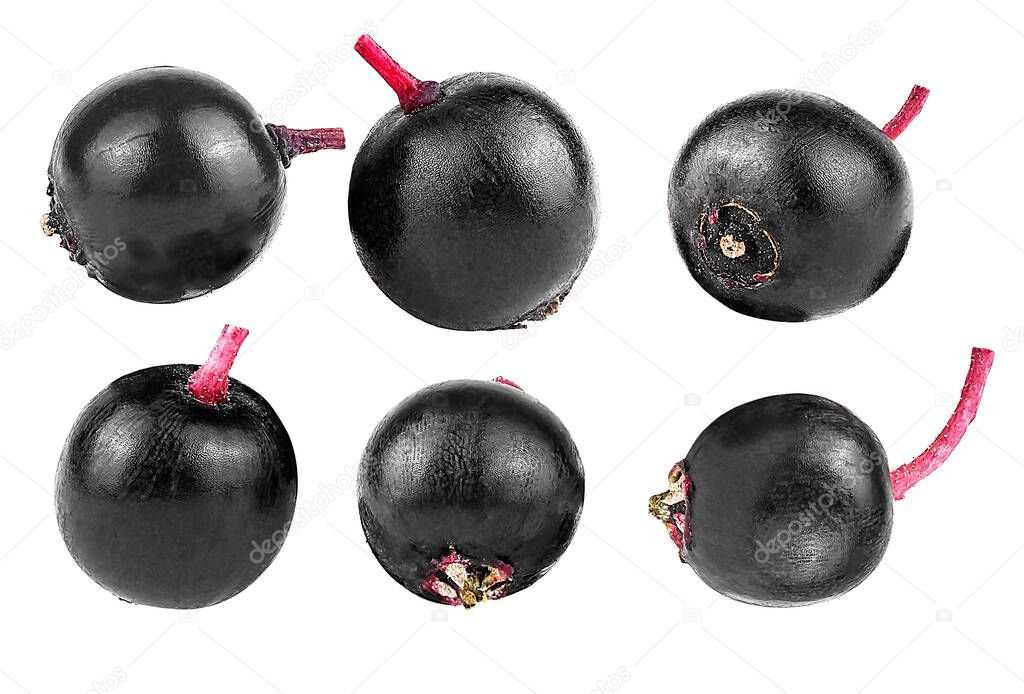 Set of different elderberries isolated on a white background. Sambucus. European black elderberry.