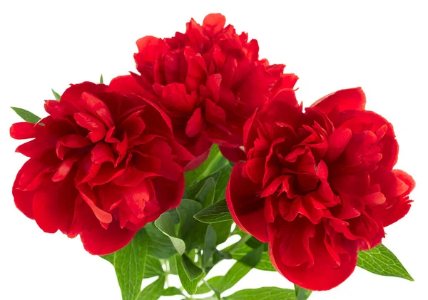 Μπουκέτο Κόκκινων Παιώνιων Λουλουδιών Που Απομονώνονται Λευκό Φόντο Επιλεκτική Εστίαση — Φωτογραφία Αρχείου