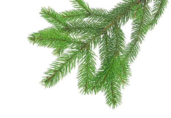 Christmas Tree Branches Fir Tree Branch Isolated White Background Christmas — Stock Photo, Image