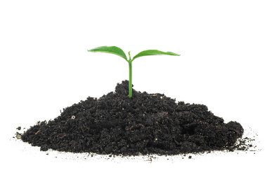 Yerde küçük yeşil filizler yetişiyor, beyaz arka plan. İzole görüntü. Citrus bitkisi.