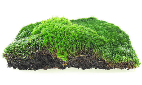 Fresh green forest moss on soil isolated on a white background. Front view.
