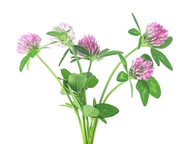 Bouquet of clover flowers isolated on a white background. Trefoil flowers. Trifolium pratense.
