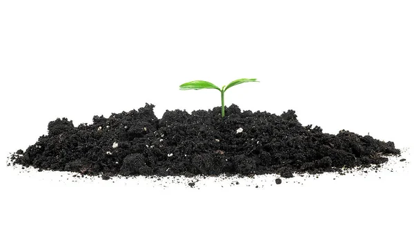 Kis Zöld Növény Citromgyümölcs Egy Halom Talaj Fehér Alapon — Stock Fotó