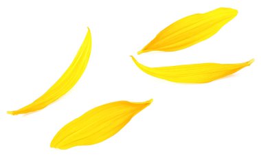 Beyaz arka planda izole edilmiş güzel sarı taç yaprakları, ayçiçeği yaprakları. Yazın açan ayçiçeği.