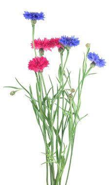 Beyaz arka planda izole edilmiş güzel renkli çiçek buketi. Mavi ve pembe çiçekleri.