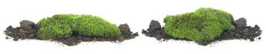 Toprak yığını üzerinde bir küme yosun, ön manzara. Beyaz arkaplanda yeşil yosun izole edilmiş.