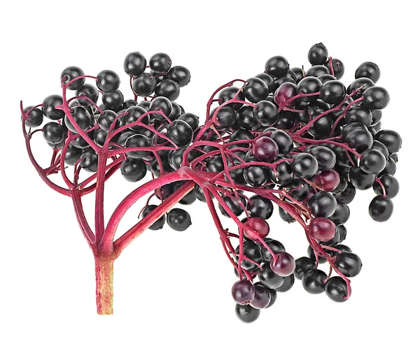 Siyah Mürver Meyvesi Beyaz Arka Planda Izole Edilmiş Kara Sambucus — Stok fotoğraf