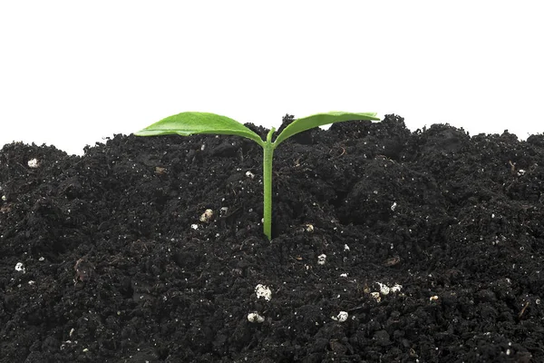 Kis Zöld Növény Citromgyümölcs Egy Halom Talaj Fehér Alapon — Stock Fotó