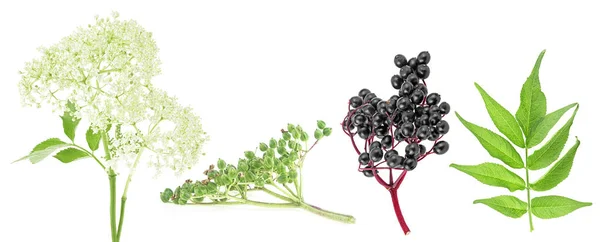 Conjunto Sabugueiro Europeu Isolado Sobre Fundo Branco Flores Sabugueiro Bagas — Fotografia de Stock