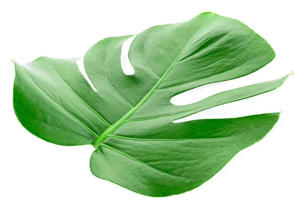 Green Tropical Leaf Monstera Plant Isolated White Background — Fotografia de Stock