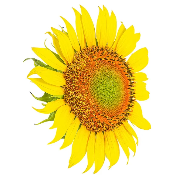 Krásné Kvetoucí Slunečnice Izolované Bílém Pozadí Zlatý Slunečný Květ Semeny — Stock fotografie