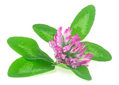 Şifalı bitki, beyaz arka planda izole edilmiş güzel orman yoncası çiçeği. Ağaç folyosu çiçeği.