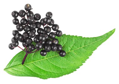 Avrupalı yaşlı. Sambucus (Elder veya Elderberry). Beyaz arka planda yeşil yapraklı mürver..