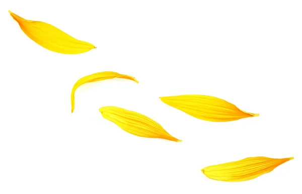Pétalos Amarillos Frescos Girasol Aislados Sobre Fondo Blanco —  Fotos de Stock