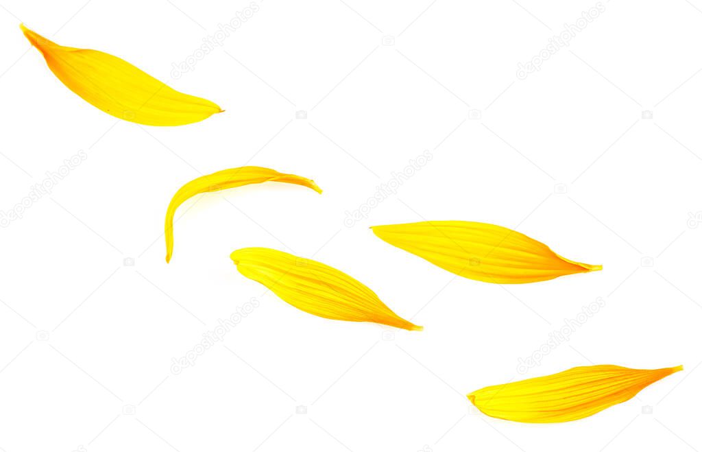 Fresh yellow petals of sunflower isolated on a white background.