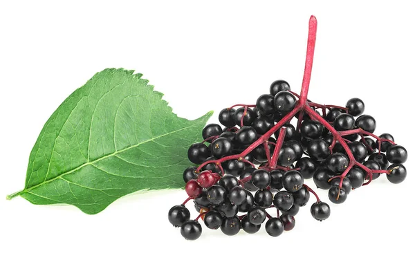 Elderberry Dengan Ranting Dan Daun Hijau Terisolasi Pada Latar Belakang — Stok Foto