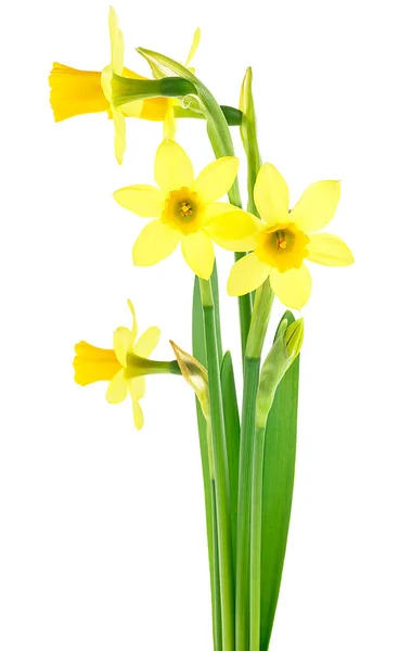 Miniature Daffodils Bouquet Beautiful Fresh Daffodils Flowers Isolated White Background — 스톡 사진