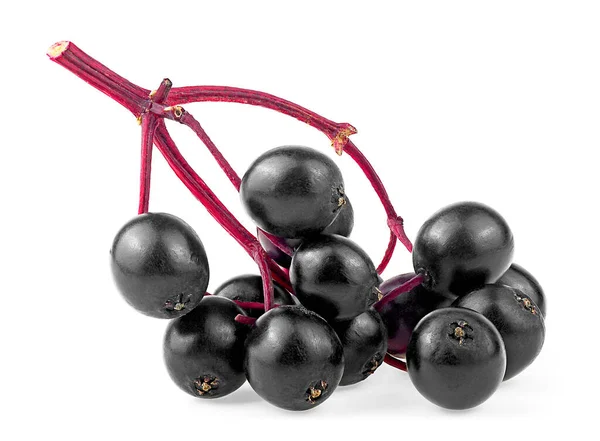 Άγριο Elderberry Κόκκινο Κλαδί Που Απομονώνεται Λευκό Φόντο Φρέσκο Κλαδί — Φωτογραφία Αρχείου