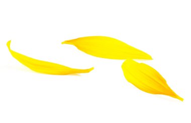 Beyaz arka planda izole edilmiş üç taze ayçiçeği yaprağı. Güzel sarı yapraklar.