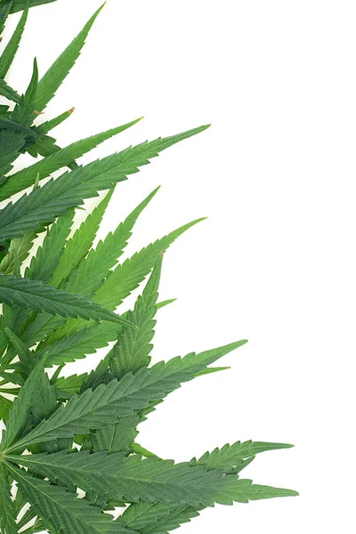 Grens Van Groene Cannabisbladeren Geïsoleerd Een Witte Achtergrond Bovenaanzicht — Stockfoto