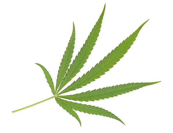 Hennep Cannabis Bladeren Geïsoleerd Een Witte Achtergrond Bovenaanzicht Medische Marihuana — Stockfoto