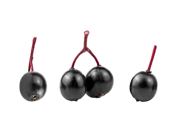 Свіжі Дозрілі Чорні Elderberries Ізольовані Білому Тлі Самбук — стокове фото