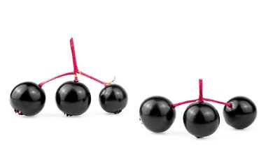 Mürver ağacının taze dalları beyaz arka planda izole edilmiş, ön manzara. Kara mürver meyvesi. Sambucus.