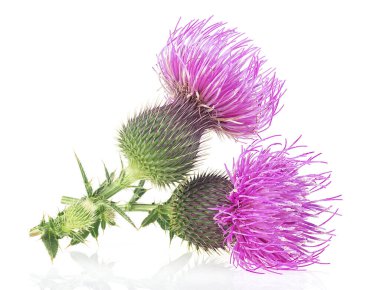 Süt devedikeni çiçekleri beyaz arka planda izole edilmiş. Süt devedikeni şişmesi, şifalı bir bitki. Silybum marianum.