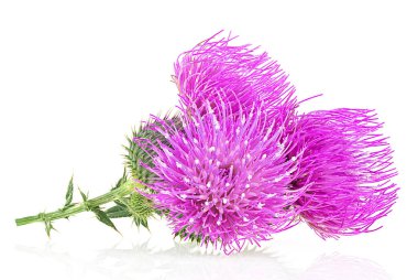 Süt devedikeni başları beyaz bir arka planda izole edilmiş. Silybum marianum bitkisi.