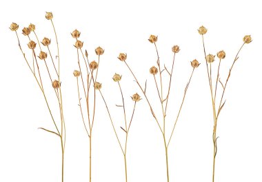 Flax dikenleri beyaz arka planda izole edilmiş. Keten kulaklar. Güzel kuru keten bitkiler..