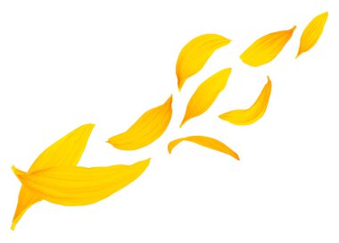 Ayçiçeğinin düşen sarı yaprakları beyaz bir arka planda izole edilmiş. Havadaki ayçiçeği yaprakları. Uçan taç yaprakları.