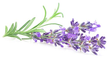 Beyaz arka planda güzel lavanta çiçekleri ve yeşil yapraklardan oluşan bir buket. Bir demet çiçek açan lavanta.