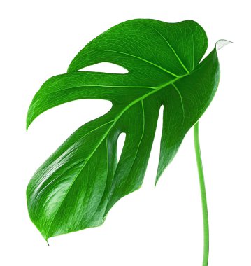 Tropik palmiye yaprağı. Beyaz arka planda taze canavar yaprağı. Canavar Deliciosa. İsviçre Peynir Bitkisi yaprağı.