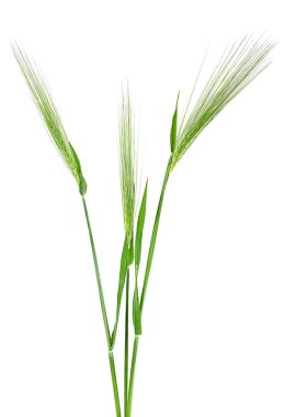 Beyaz arka planda izole edilmiş yeşil arpa dikenleri. Bir grup genç diken..