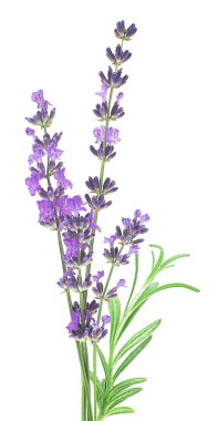 Beyaz arka planda bir demet lavanta çiçeği ve yeşil yapraklar. Taze, köklü bitki çiçekleri..