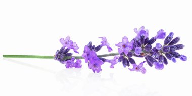 Beyaz arka planda tek bir lavanta çiçeği var. Taze lavanta dalı, şifalı bitkiler..