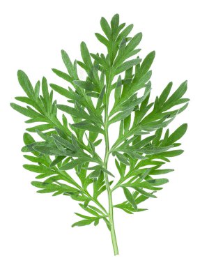 Tıbbi pelin otu beyaz bir arka planda izole edilmiş. Taze çalı filizi. Artemisia absinthium.