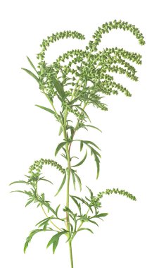 Beyaz arka planda çiçek tomurcukları olan taze yosun bitkisi. Ambrosia cinsi. Ambrosia artemisiifolia.