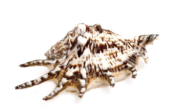 Seashell isolerad på vit bakgrund — Stockfoto