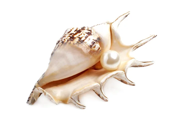 Seashell med pearl isolerad på vit bakgrund — Stockfoto