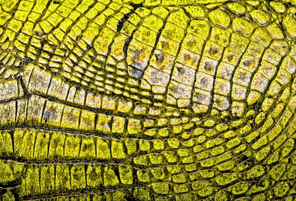 Yellow alligator patterned background — Stock Photo, Image