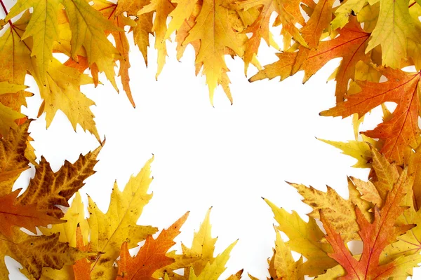 Πλαίσιο αποτελείται από πολύχρωμο φθινόπωρο αφήνει πάνω από το λευκό φόντο — Φωτογραφία Αρχείου