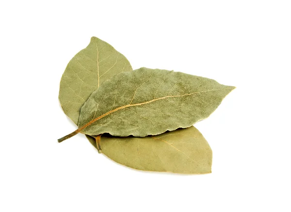 Лорел листья изолированы на белом фоне — стоковое фото