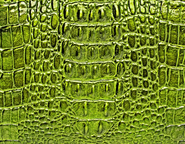 Crocodile green leather, can use as background — Stock Photo, Image